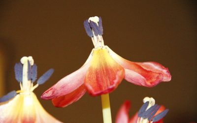 Making A Point With A Tough Family Memoir